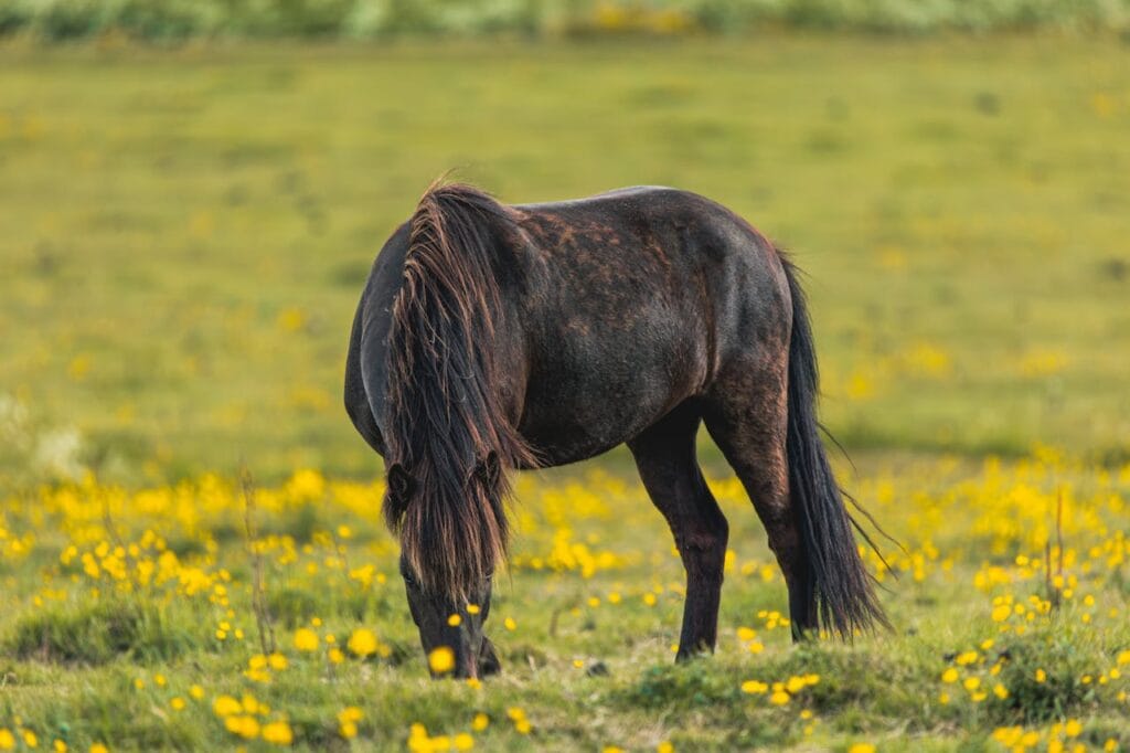Anemia Infecciosa Equina